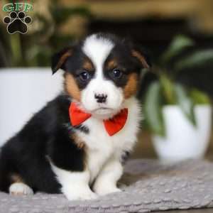 Mason, Pembroke Welsh Corgi Puppy